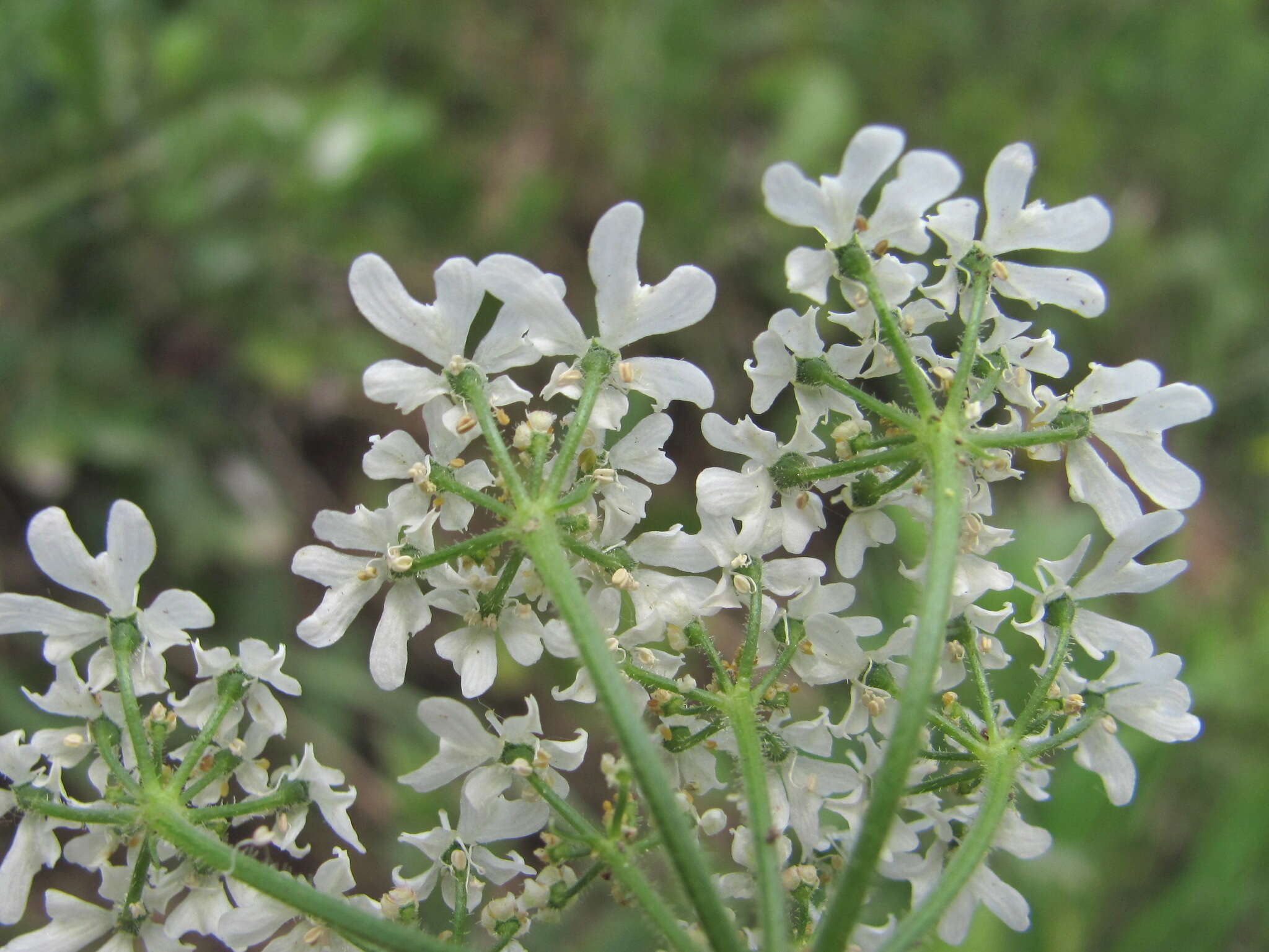 Heracleum chorodanum (Hoffm.) DC.的圖片