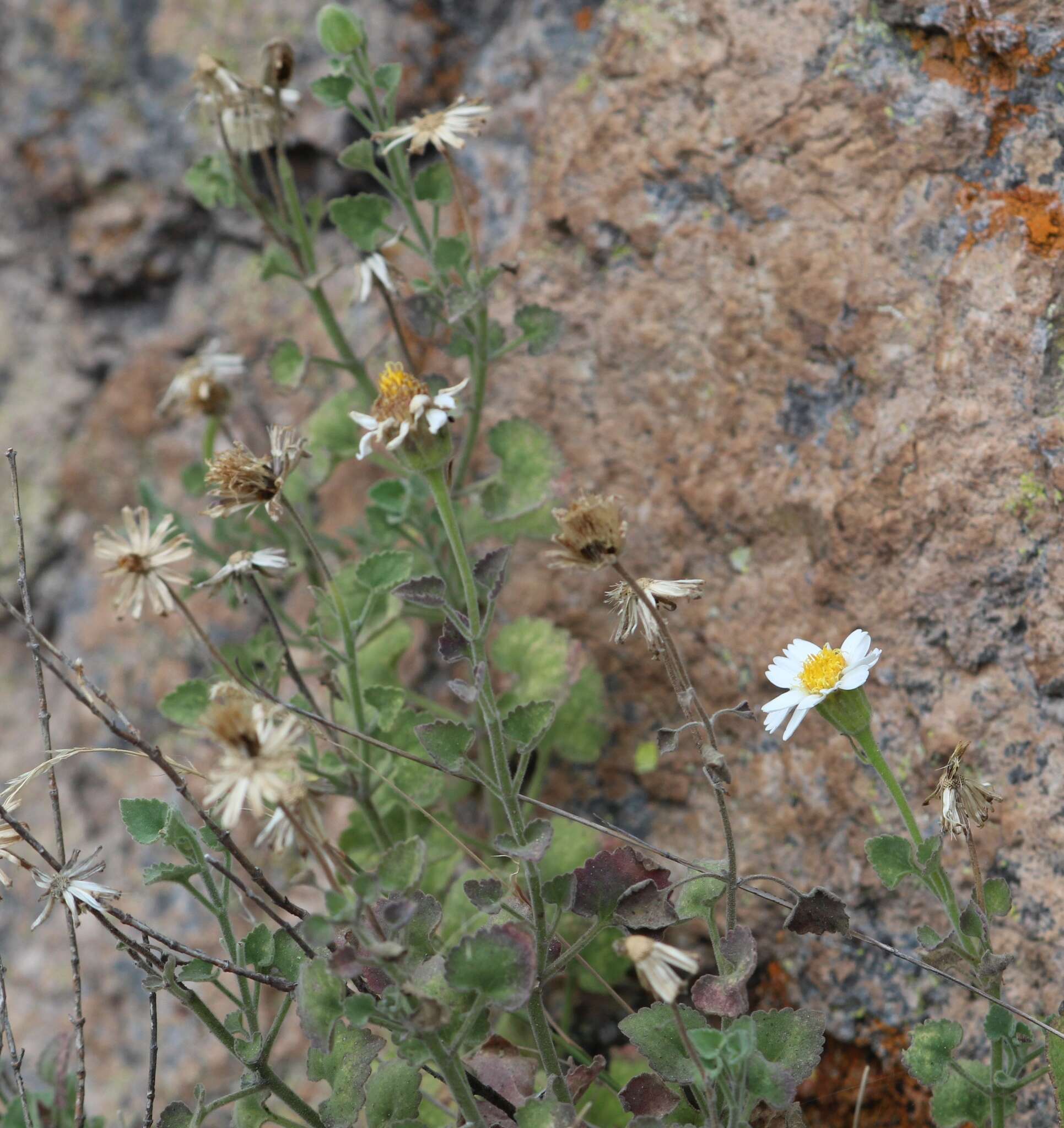 Image of Eutetras palmeri A. Gray