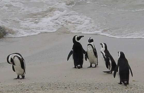 Image of African Penguin