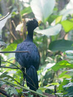 Image of Great Curassow