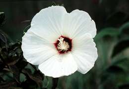 Image of crimsoneyed rosemallow