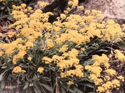 Image of Basket of Gold