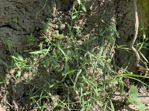 Image of Scleromitrion tenelliflorum (Blume) Korth.