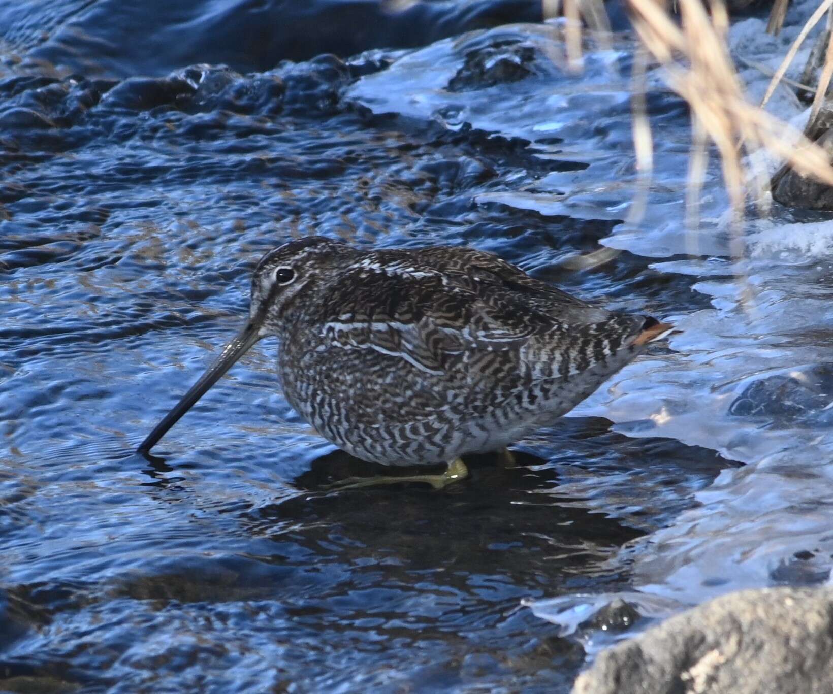 Image of Solitary Snipe