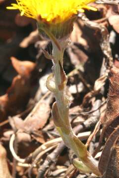 Image of coltsfoot