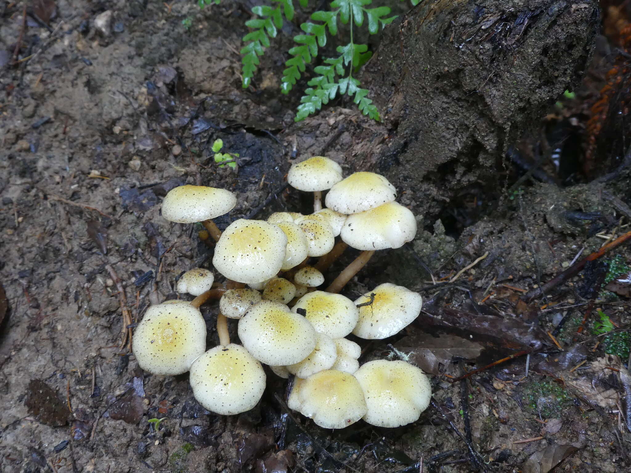 Image of Armillaria limonea (G. Stev.) Boesew. 1977