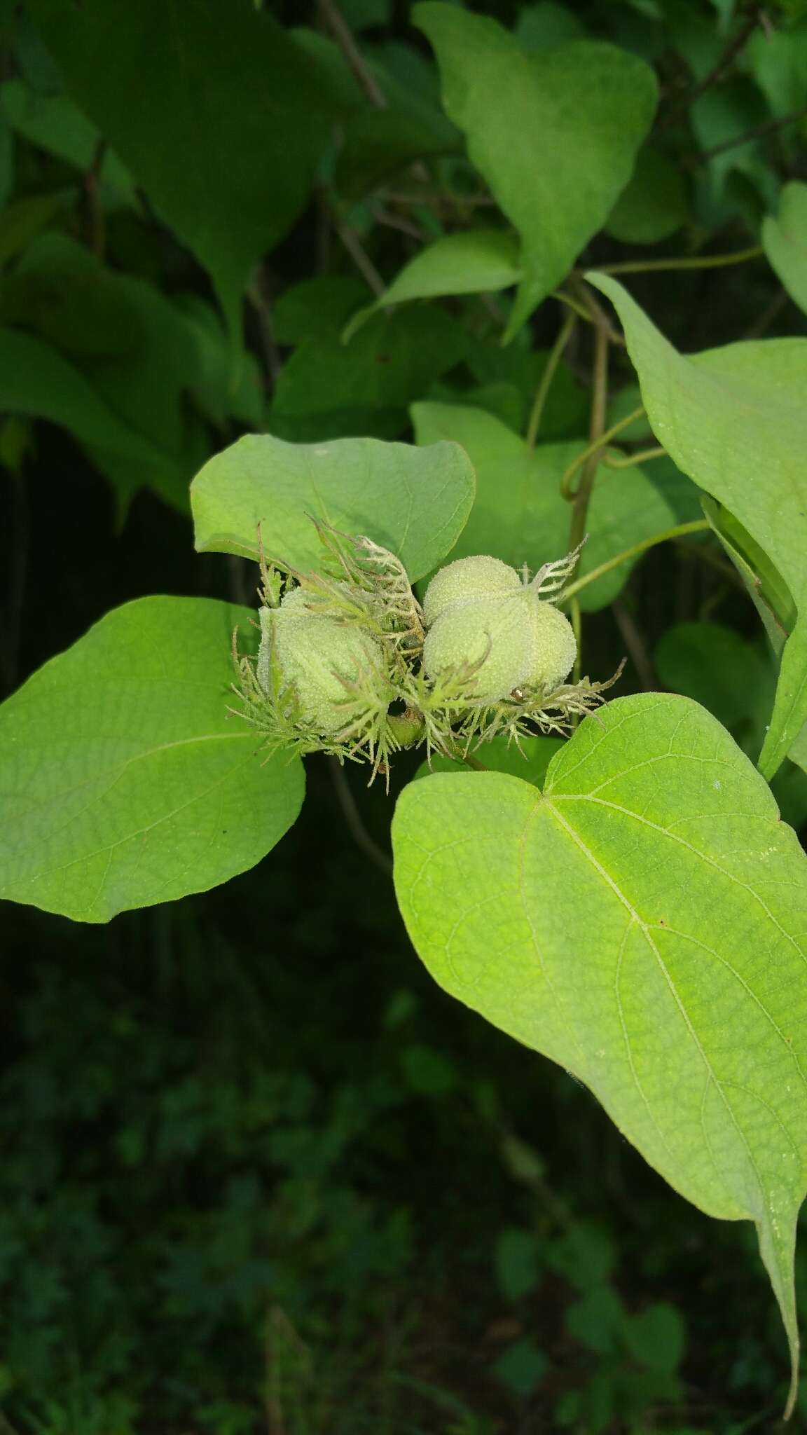 Image of Adenochlaena leucocephala Baill.