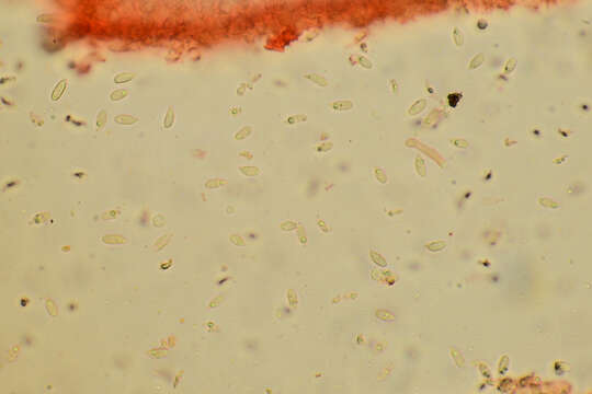 Image of Resinomycena montana Redhead & Singer 1981