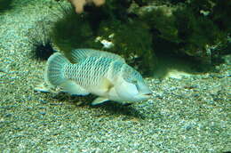 Image of Giant Wrasse