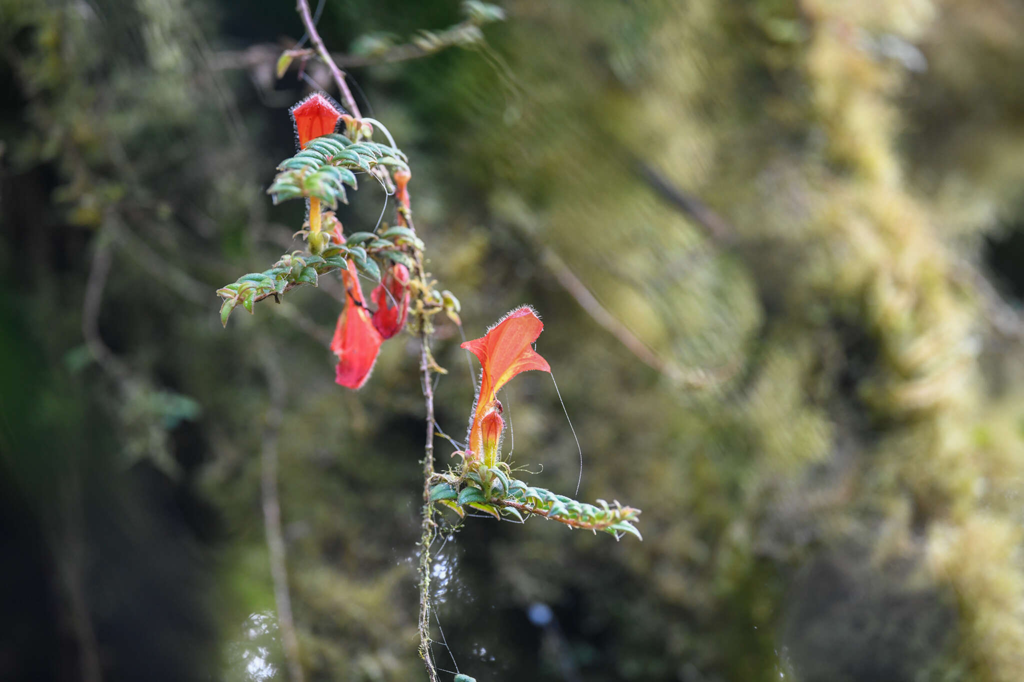 Image of Columnea microcalyx Hanst.