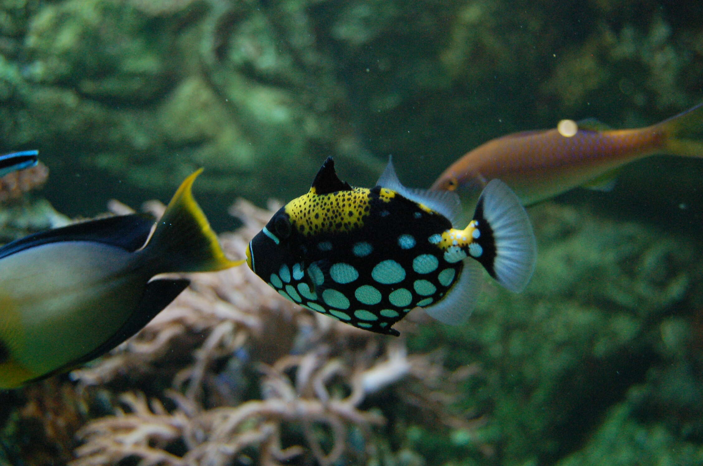 Image of clown triggerfish