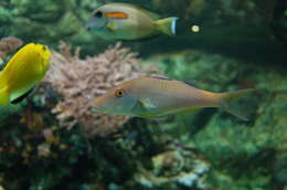 Image of Cuckoo Wrasse