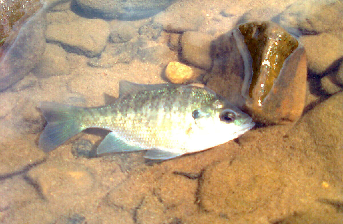 Image of Green Sunfish