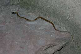 Image of Grass Snake