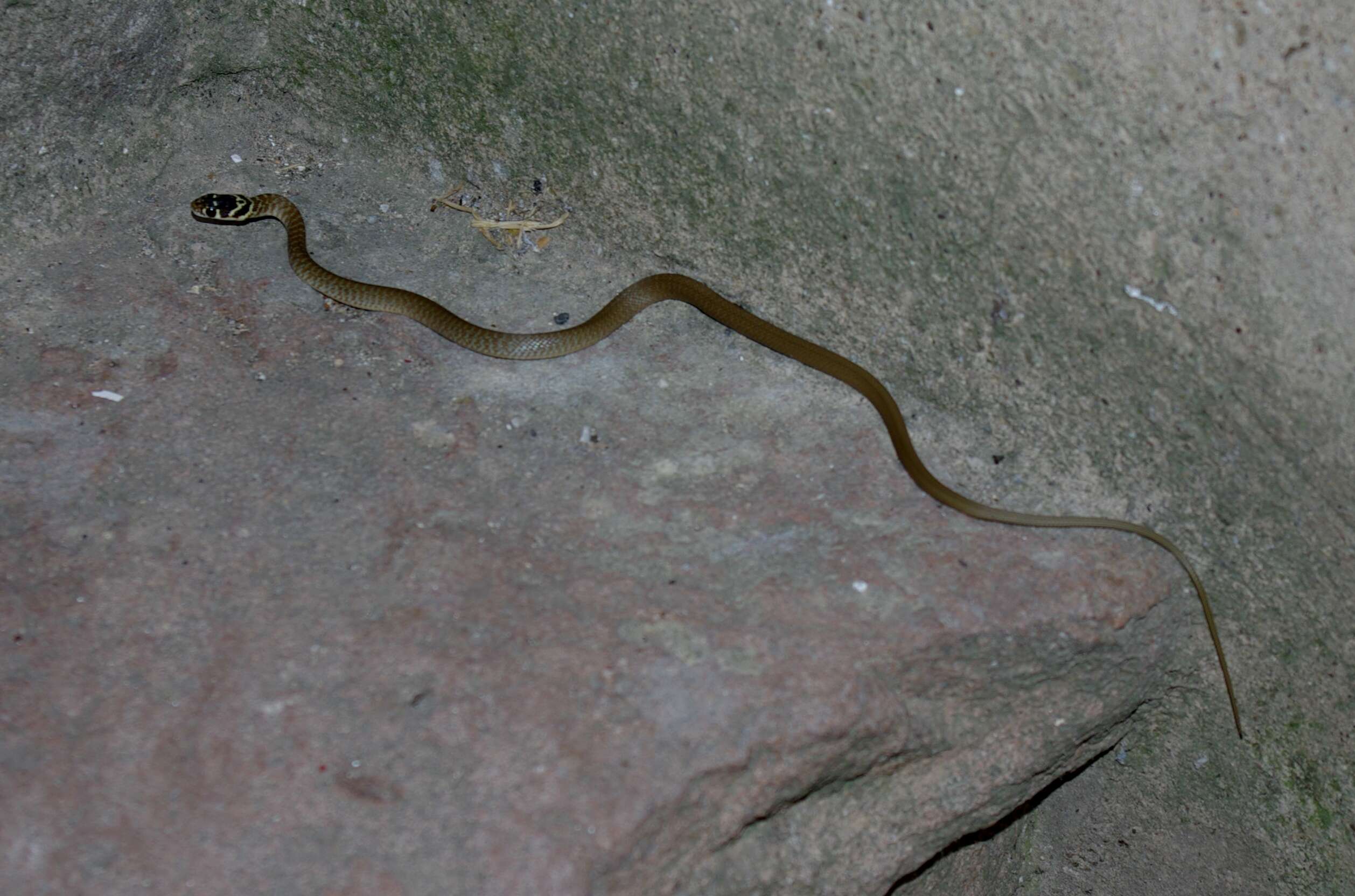 Image of Grass Snake