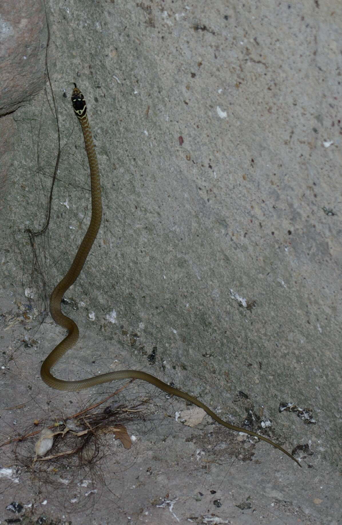 Image of Grass Snake