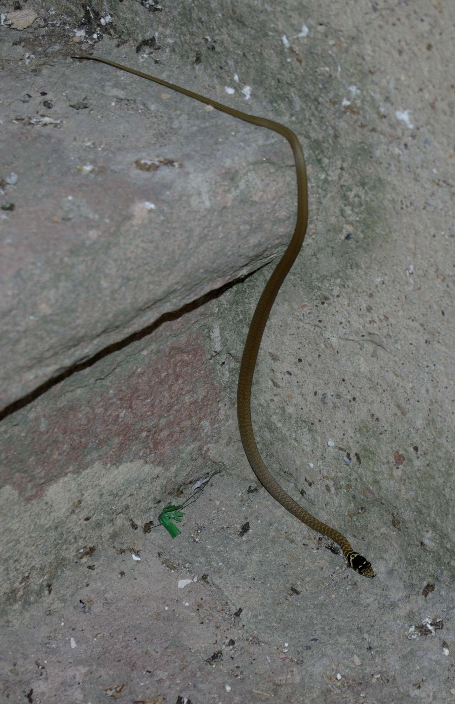 Image of Grass Snake