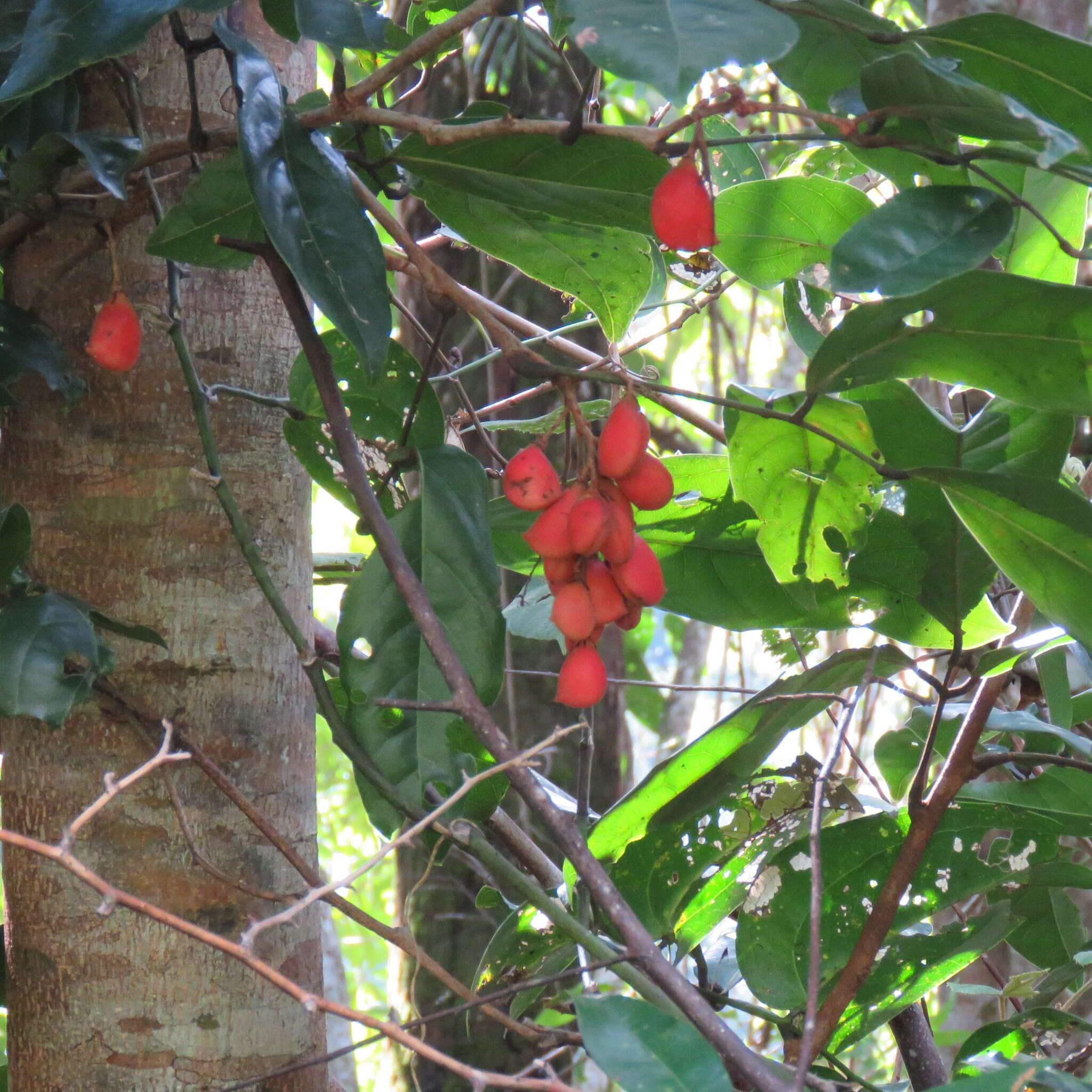 Image of Connarus conchocarpus F. Müll.