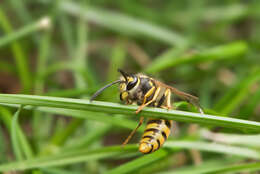 Image of German Wasp