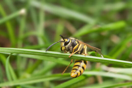 Image of German Wasp