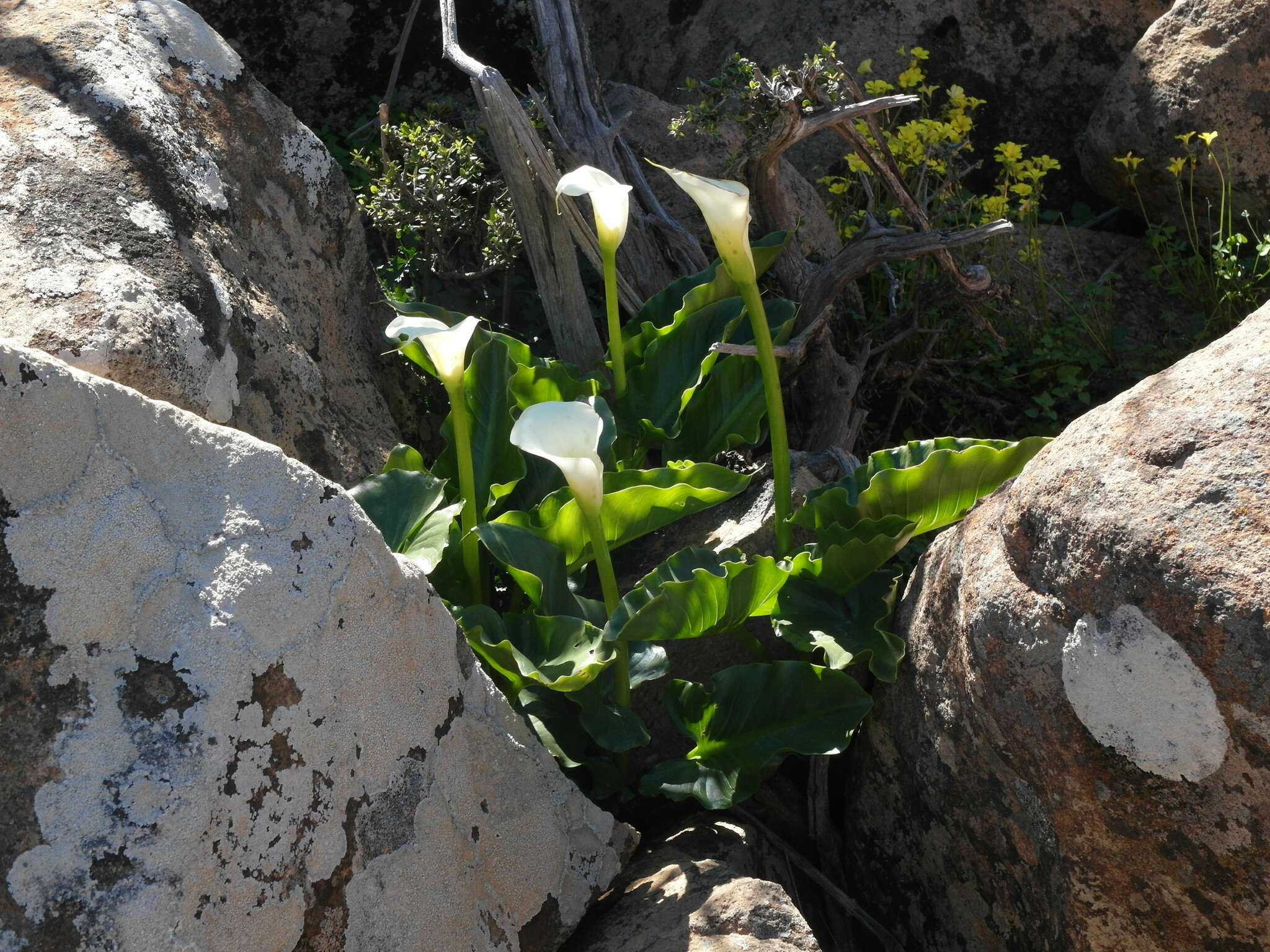 Image of Zantedeschia odorata P. L. Perry