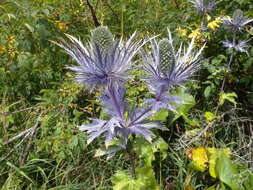 Eryngium alpinum L. resmi