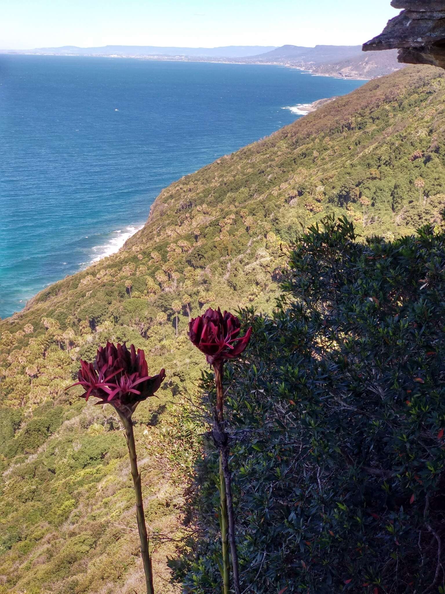 Doryanthes excelsa Corrêa resmi