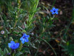 Glandora prostrata (Loisel.) D. C. Thomas的圖片