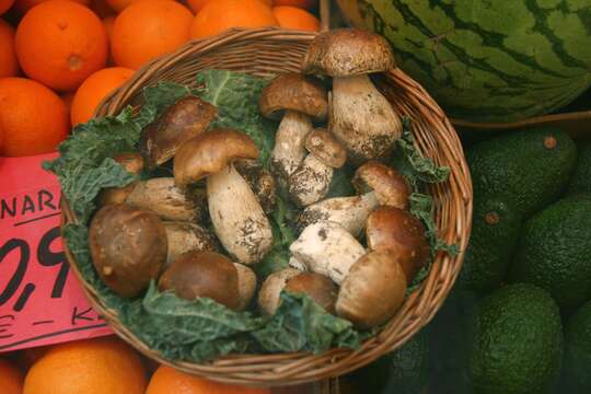 Image of Cep