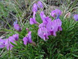 Image of Oxytropis nuda Basil.