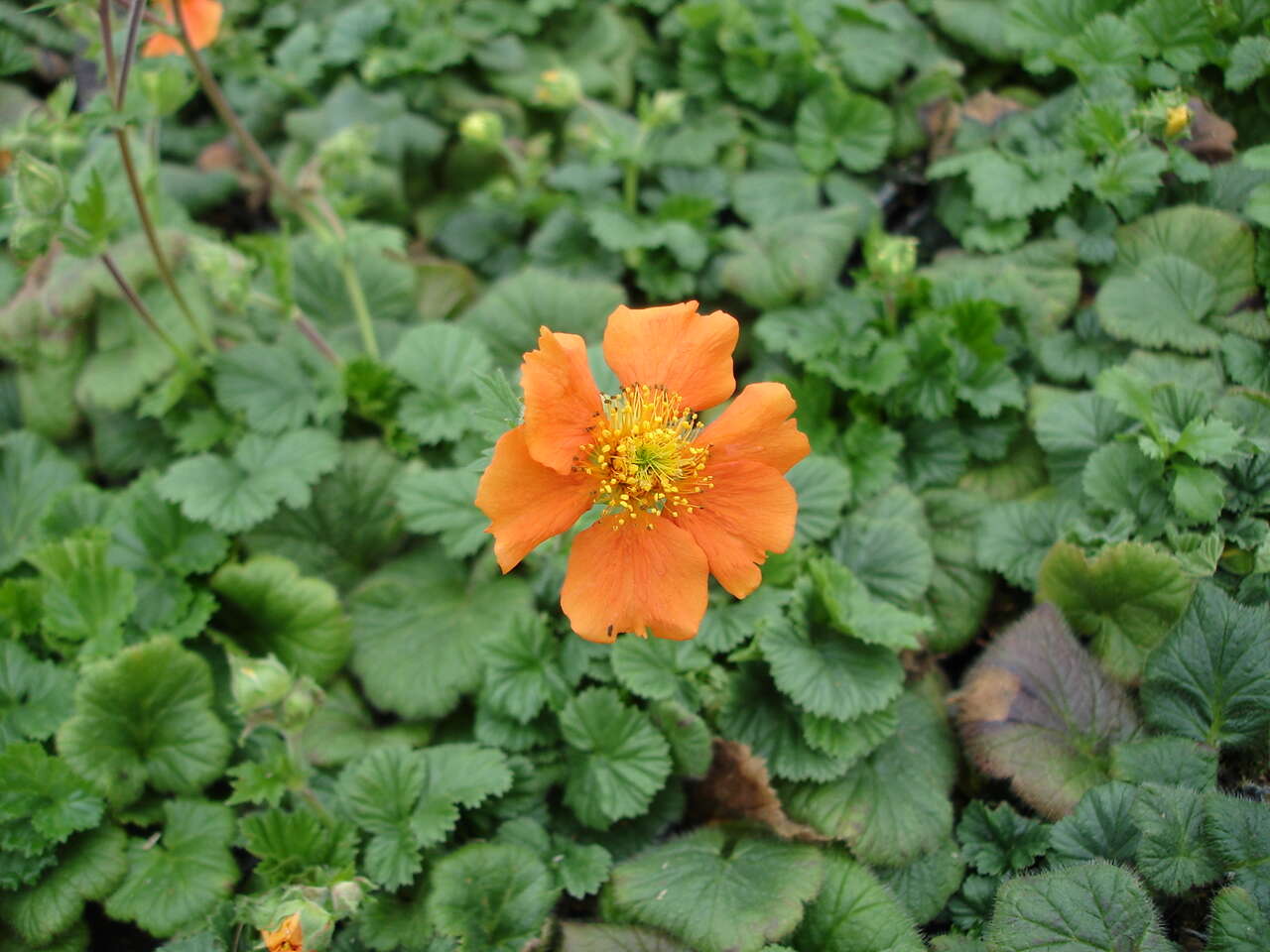 Image of Geum coccineum Sibth. & Sm.