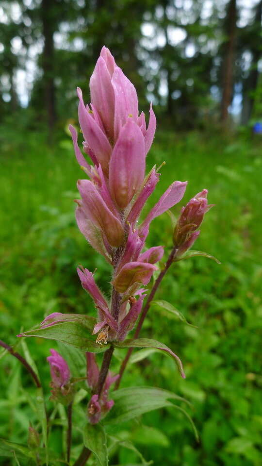 Image of Raup's Indian paintbrush