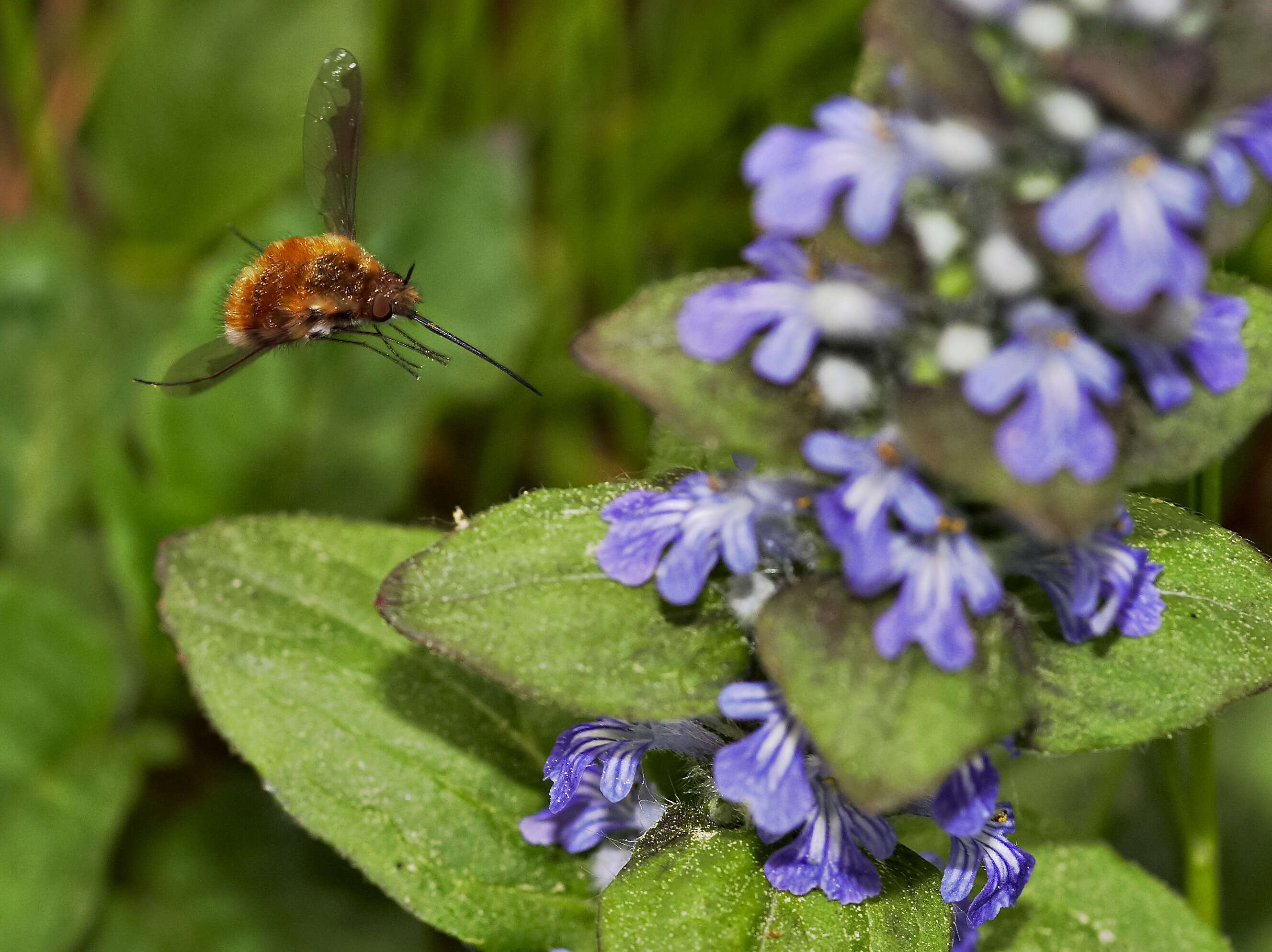 Image of Large bee-fly