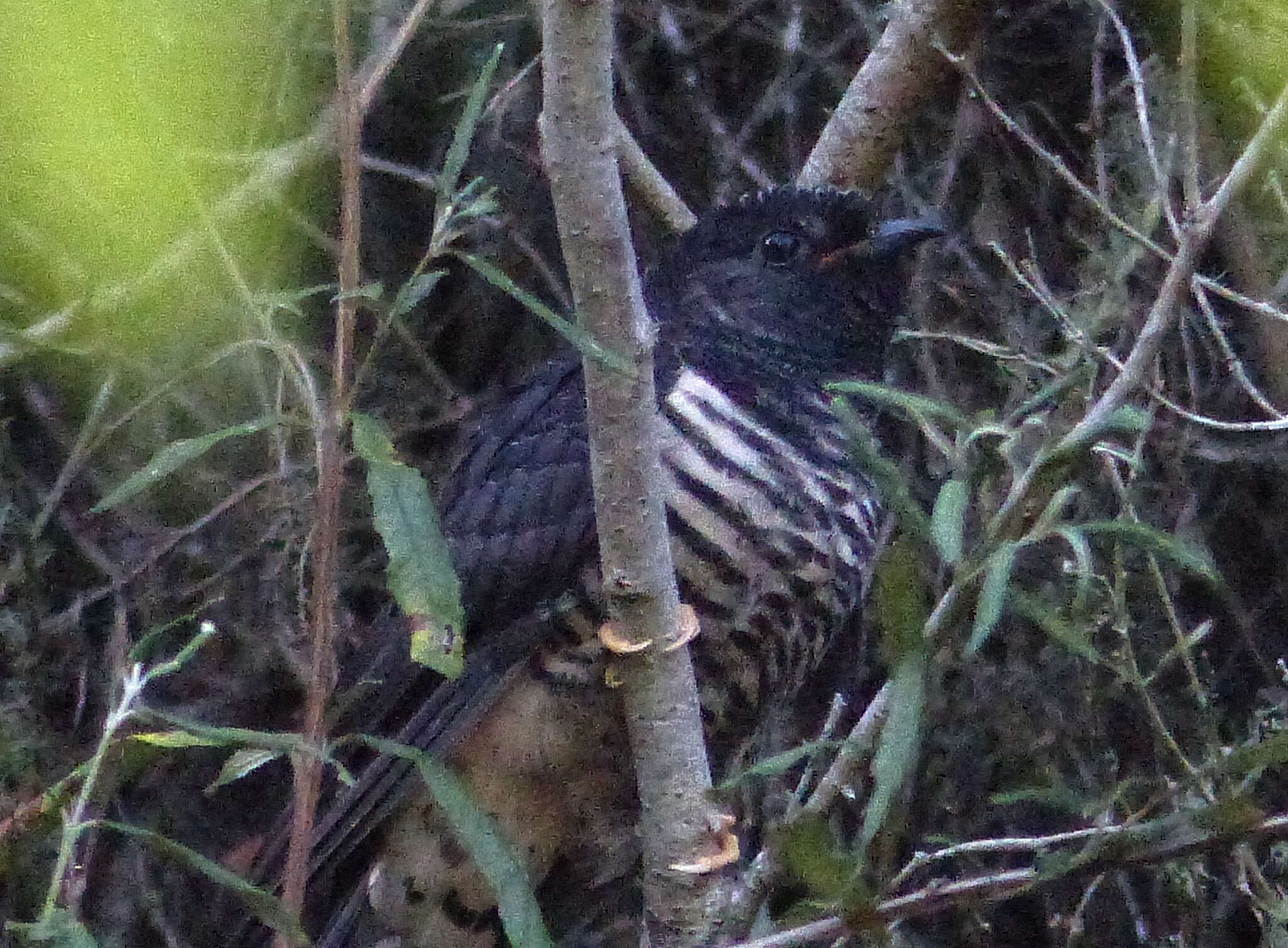 Image of Red-chested Cuckoo