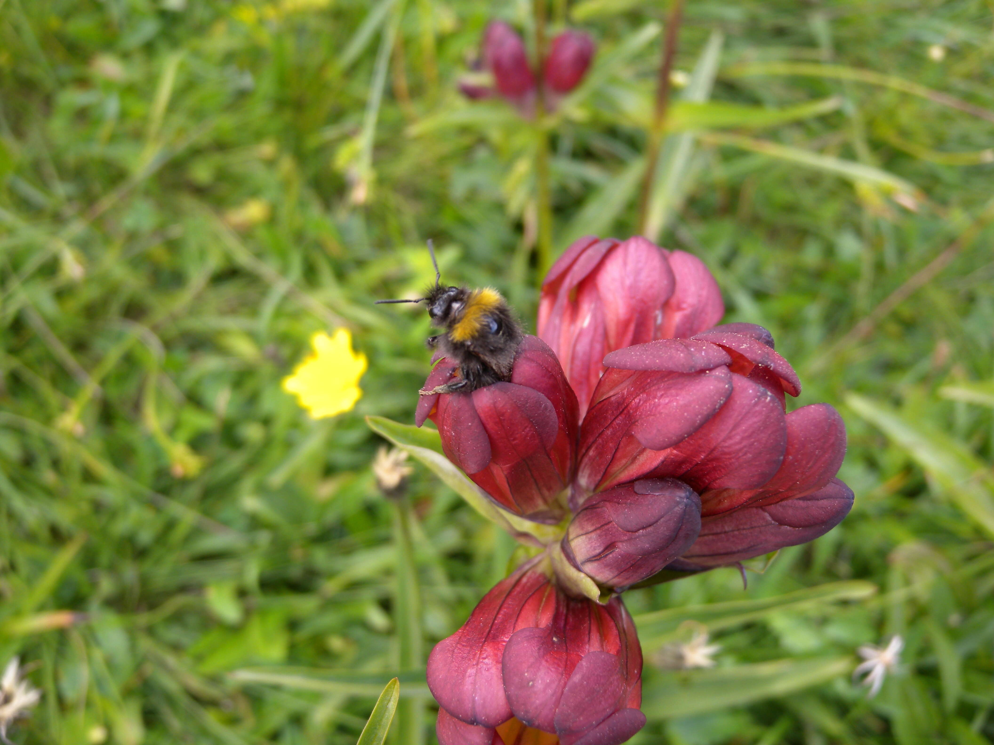 Image de Gentiane Pourpre