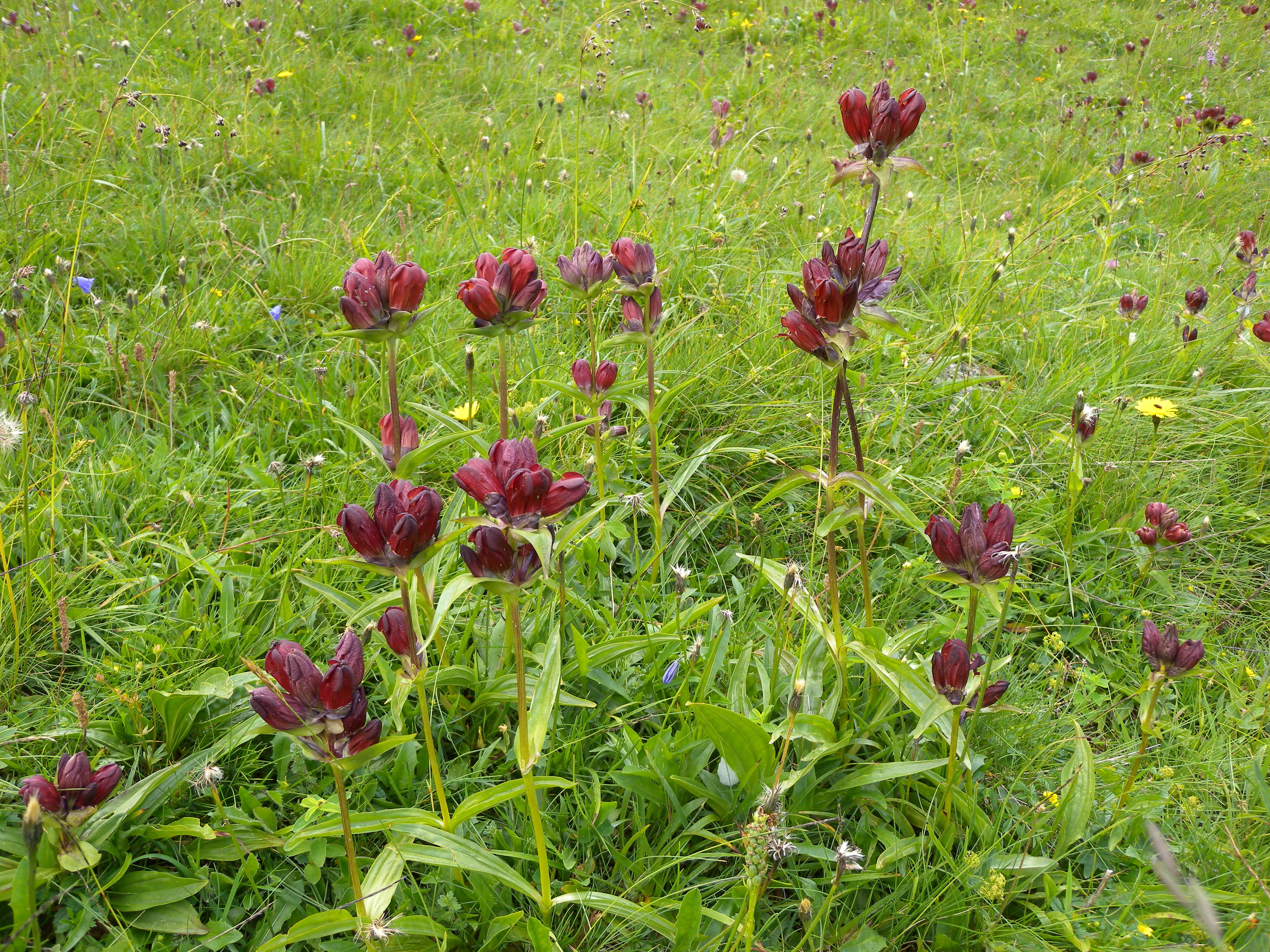 Image de Gentiane Pourpre