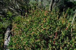 Delosperma asperulum (Salm-Dyck) L. Bol. resmi