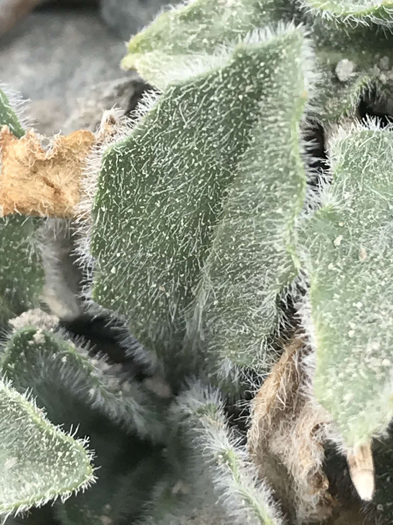 Imagem de Oenothera cespitosa subsp. crinita (Munz) Munz