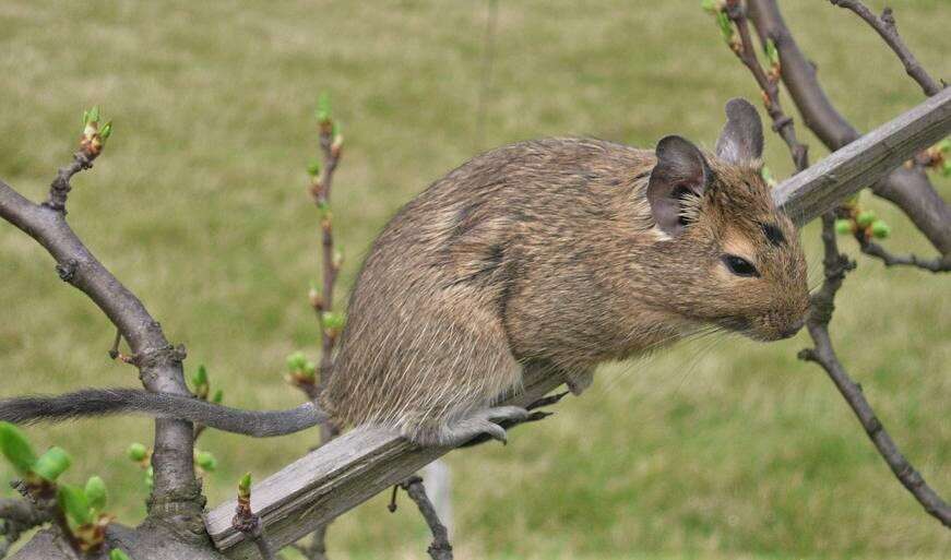 Image of degu