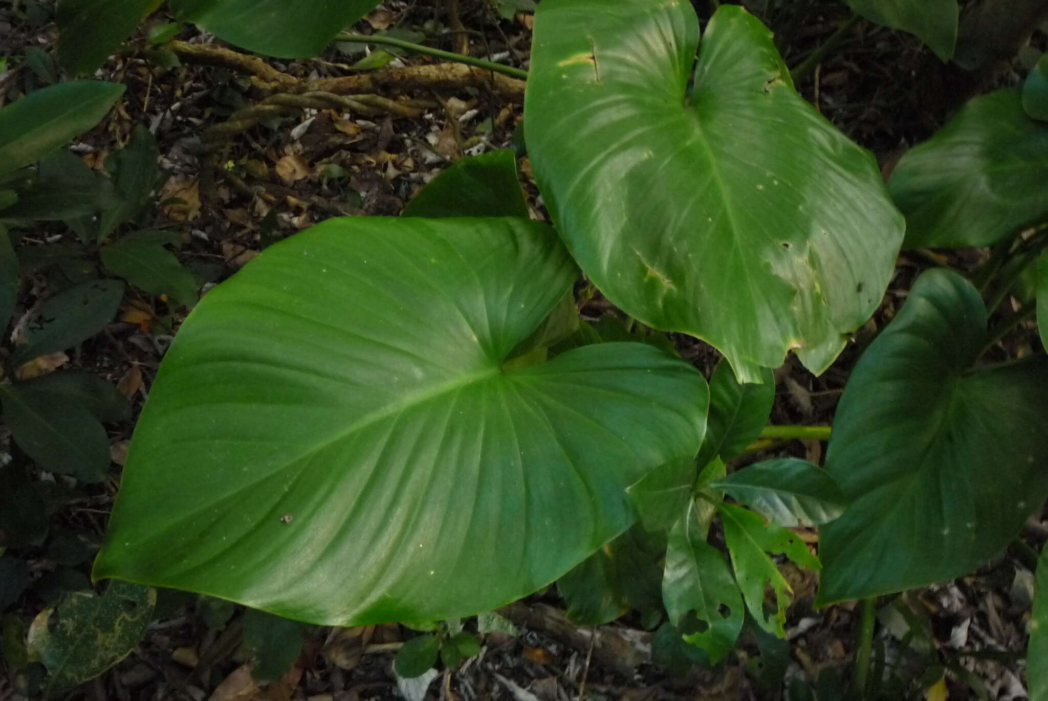 Image of Homalomena philippinensis Engl.