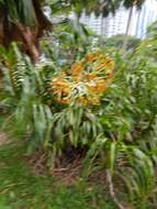 Grammatophyllum speciosum Blume的圖片