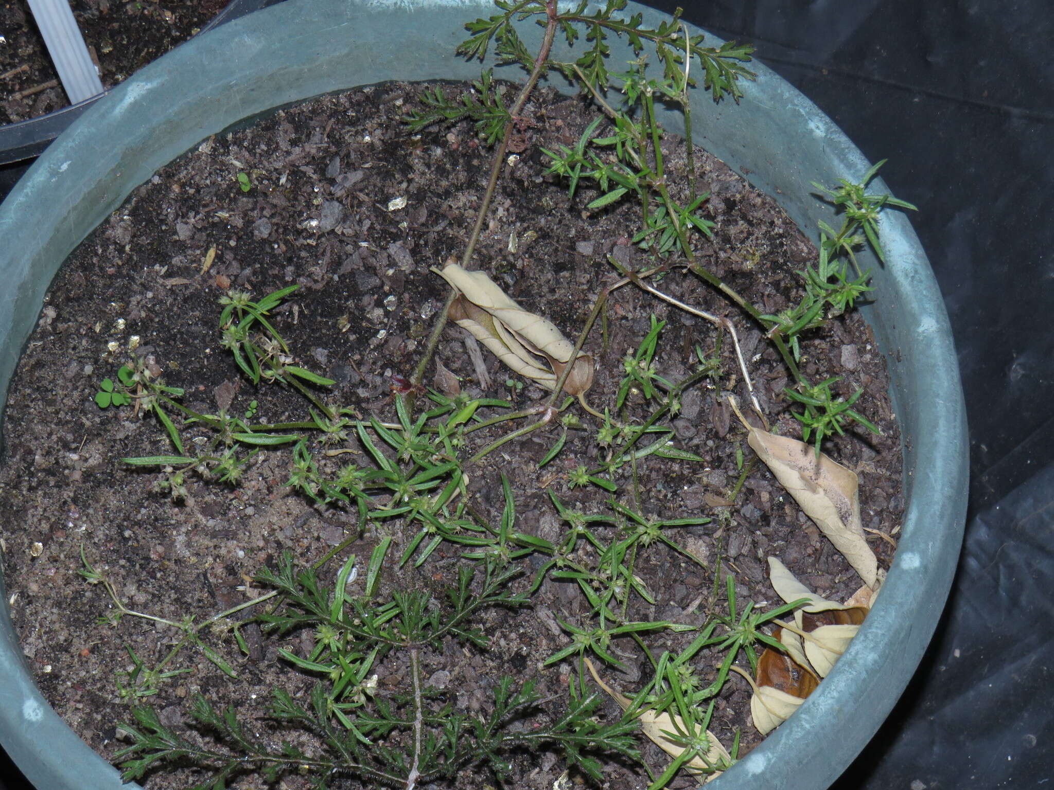 Image of Oldenlandia capensis var. capensis