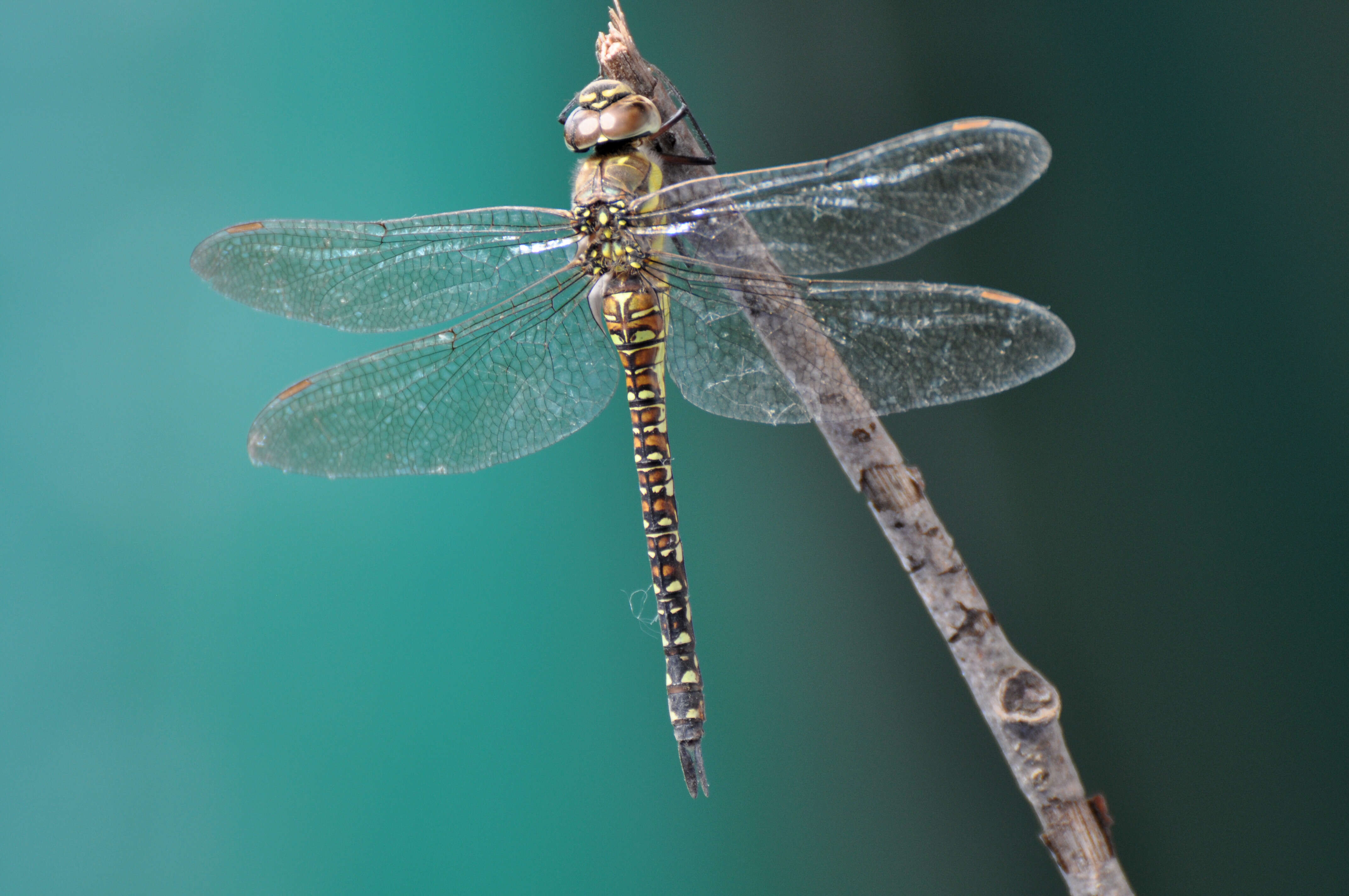 Image of Migrant Hawker