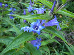 Image of Gentiana asclepiadea L.