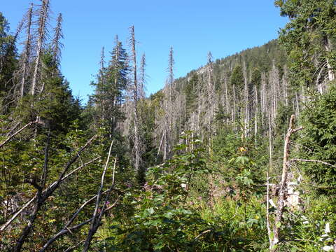 Image of european spruce bark beetle