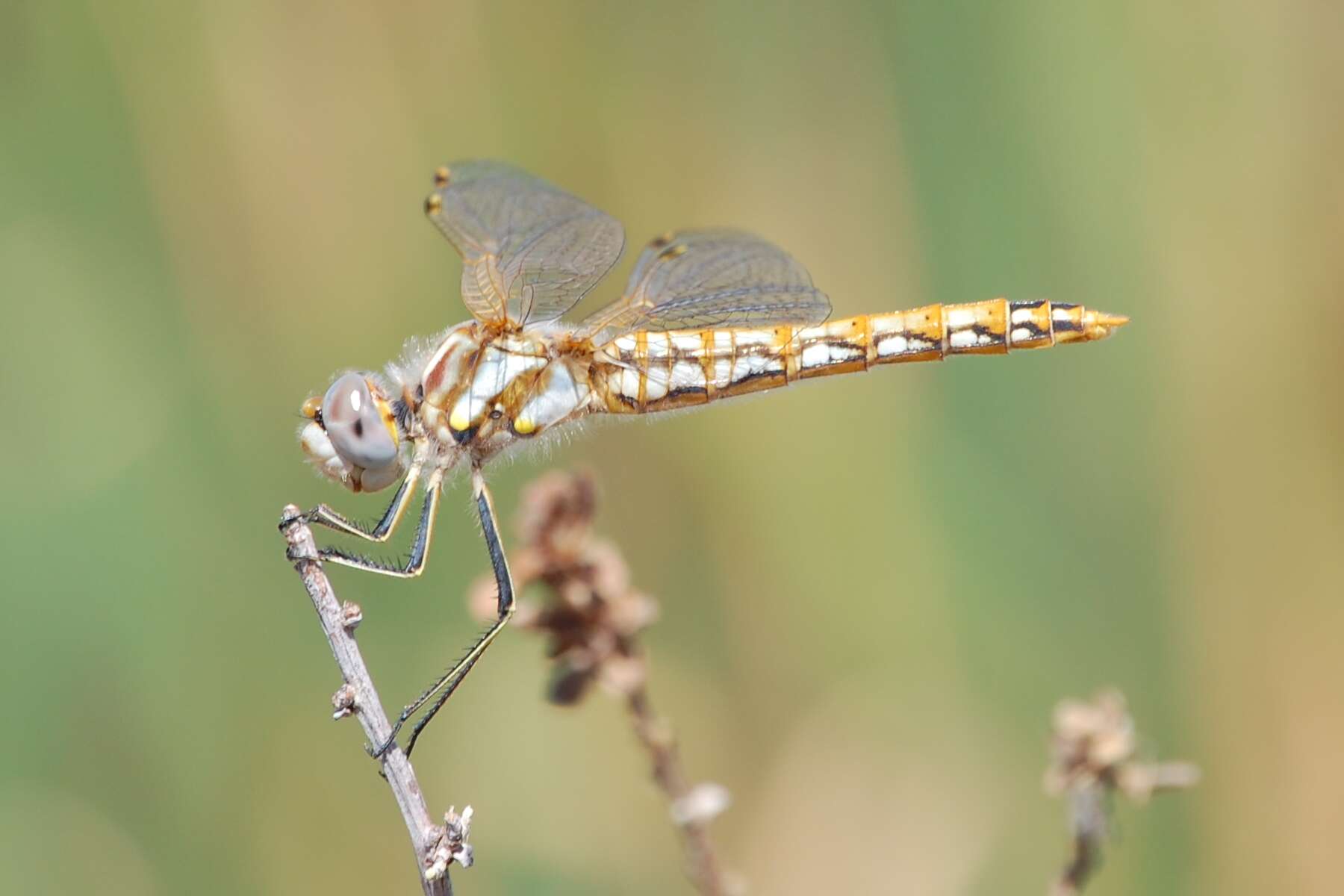 Image of Variegated Meadowhawk