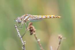 Image of Variegated Meadowhawk