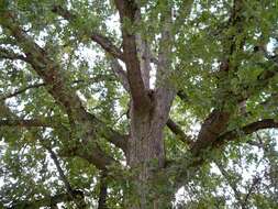 Image of Bur Oak