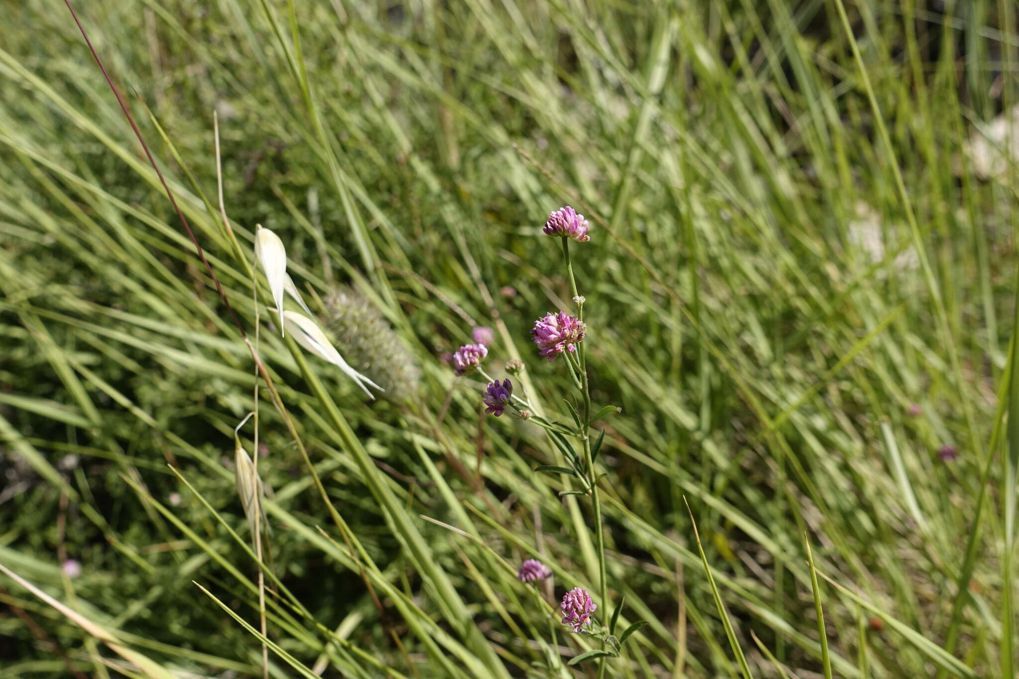 Image of Dorycnopsis gerardi