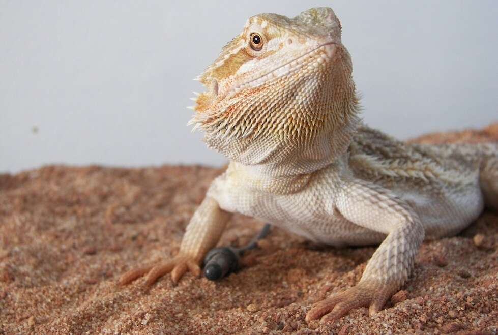 Image of Central bearded dragon